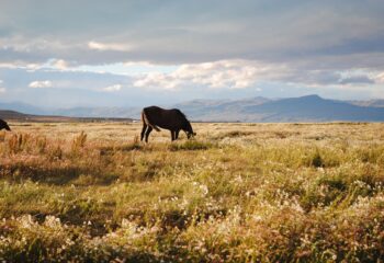 Las mejores cosas para hacer y ver en El Calafate, Argentina