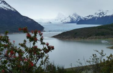 Calafate Perito Moreno