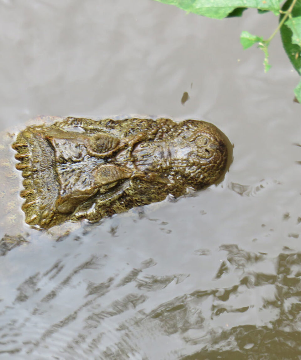 Caimán en Iguazú
