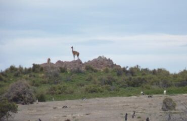 Argentina Península Valdés Fauna