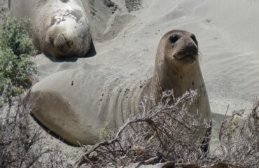 Argentina Península Valdés Leones Marinos