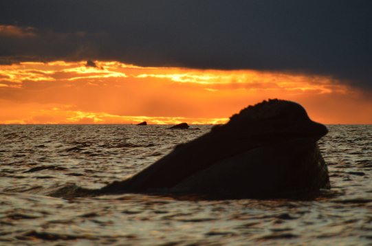 Puerto Madryn Ballenas atardecer