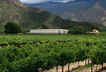 Viñedos de Cafayate