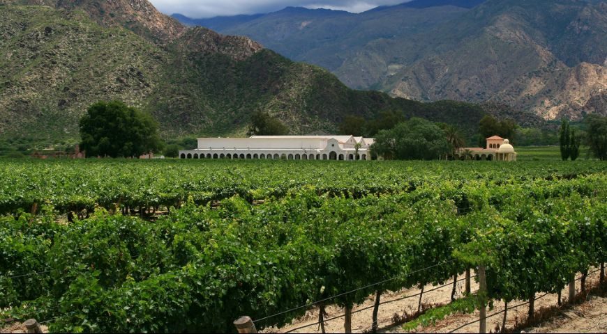 Viñedos de Cafayate