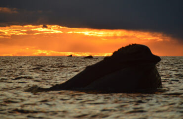 Argentina Ballenas atardecer