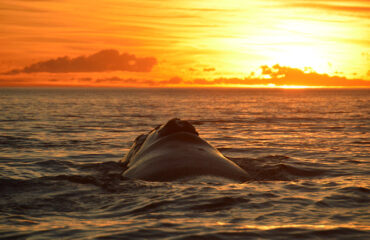 Argentina Ballenas atardecer