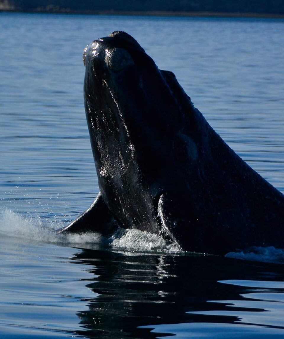 Argentina Intensa Económico