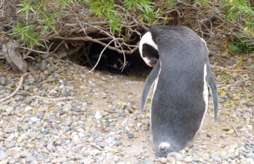 Argentina Pingüinos en Punta Tombo